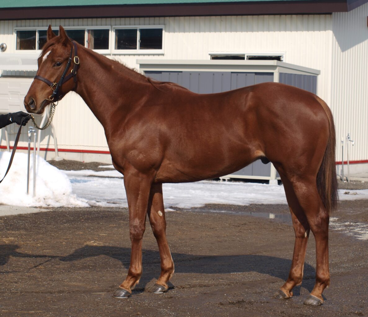 バーバリオン | UMAUMA